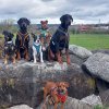 Hundeschule