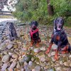 Hundeschule