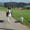 Hundebilder