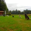 Hundebilder